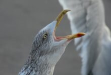 call behavior during promotions