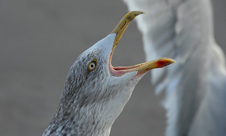 call behavior during promotions