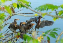 mid tier user call attempts