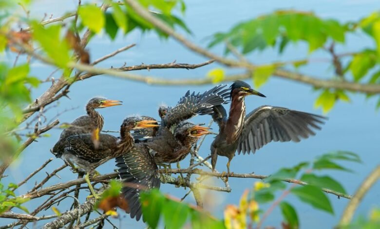 missed calls user reactions