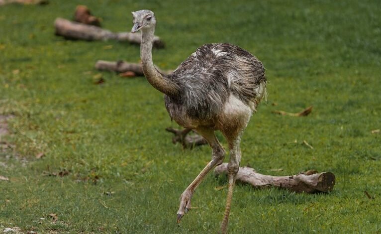 regional short call trends